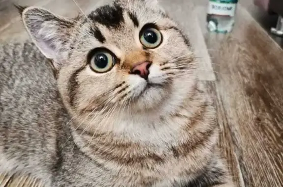 Пропал шотландский кот, ул. Логовая