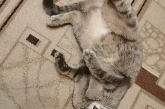Пропала кошка, пр. Патриотов, 61, Воронеж