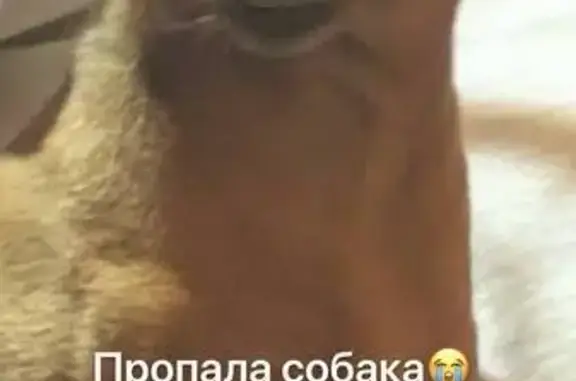 Пропала собака, Кленовый пер., 2, Драгунское