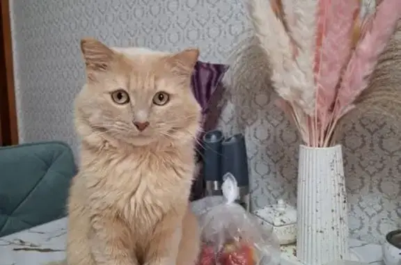 Пропала кошка, ул. Куйбышева, 39, Нурлат