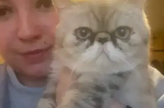Пропала кошка, Локомотивная 9, Ульяновск