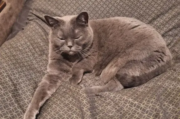 Найденные животные Томск, фото: Кошка найдена: Сибирская ул., 31, Томск