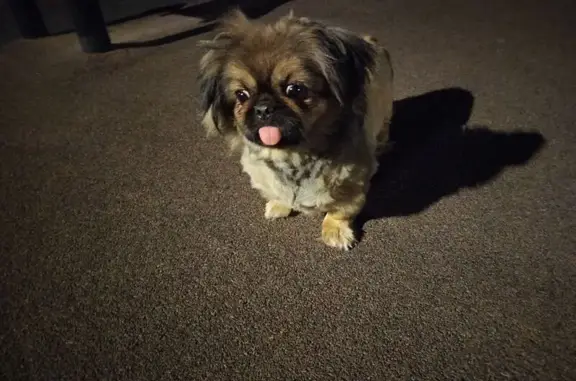 Найденные животные Калининград, фото: Светло-коричневая собака найдена, Арсенальная