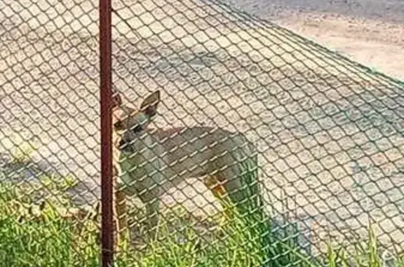 Найдена собака, Московская область, фото: Собака найдена у дачников, МО
