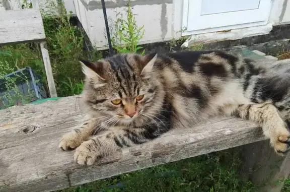 Пропала кошка, Камышовая 18, Пенза
