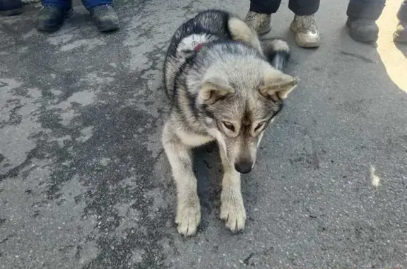 Найдена собака, Ковалёво, фото: Собака найдена: Поперечная ул., 15, Ковалёво
