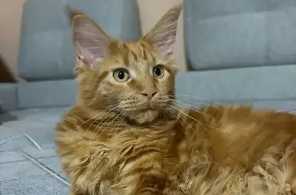 Кошки потеряшки, Орск, фото: Потеряшка рыжая кошка, ул. Разина 29, Орск