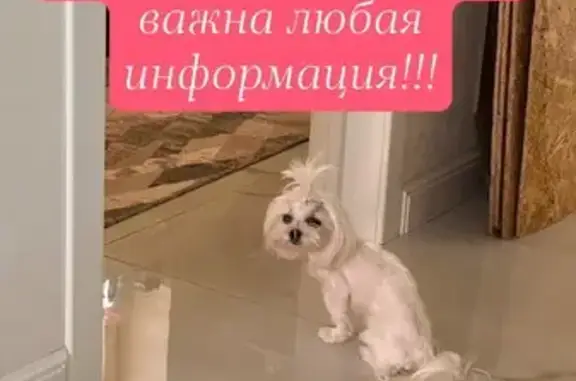 Пропала собака в районе Елецкого, Липецк