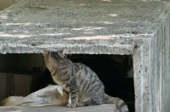 Найдена кошка, Челябинск, фото: Кошка найдена: Передовой пер., 5, Челябинск