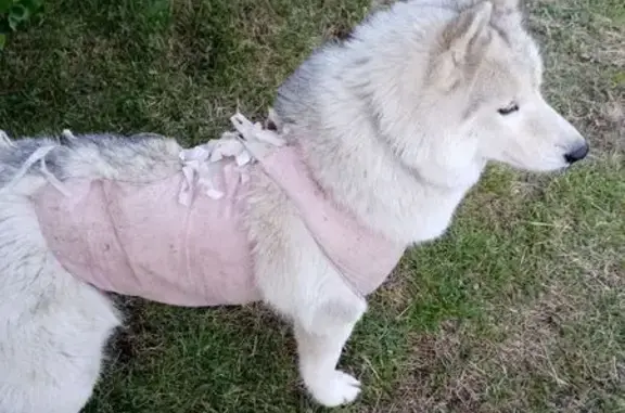 Собака найдена: Иркутск, Илимская 18А