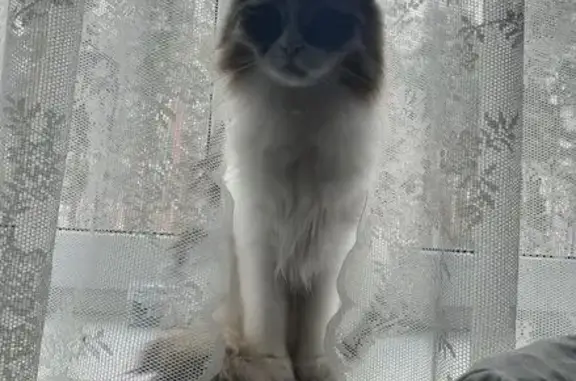 Пропал кот Царапик, Золотая аллея, 2