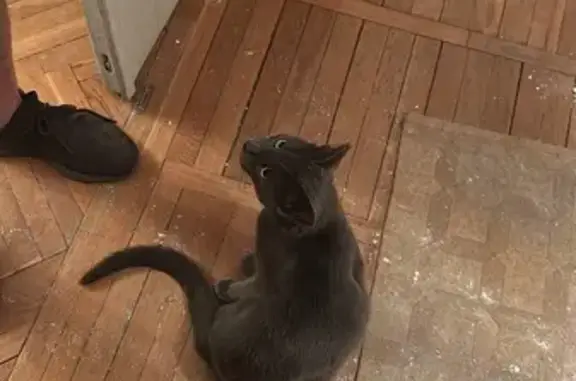 Кошка найдена, МО