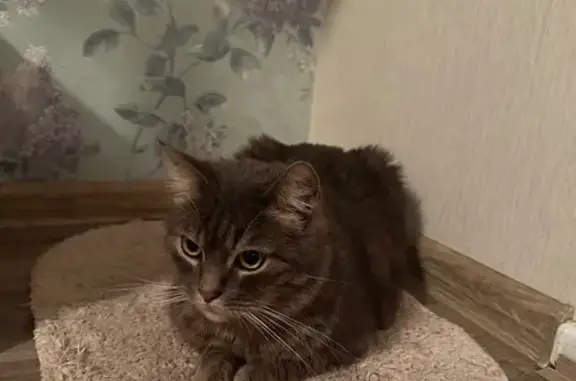 Пропала кошка, Изумрудная ул., 14, Москва