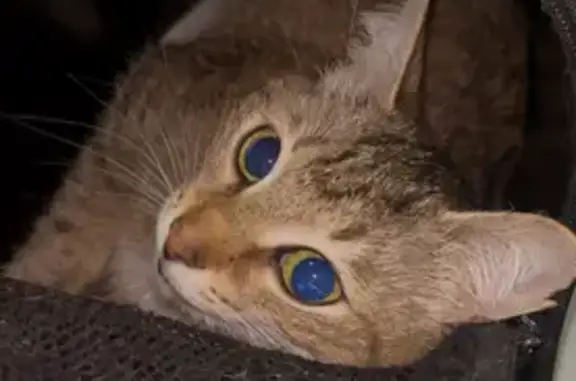 Найдена кошка, Новокуйбышевск, фото: Кошка найдена: ул. Гагарина, 5, Новокуйбышевск