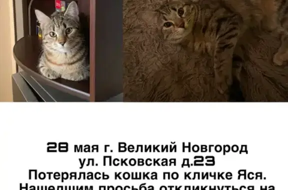 Пропала кошка, Псковская ул., 23
