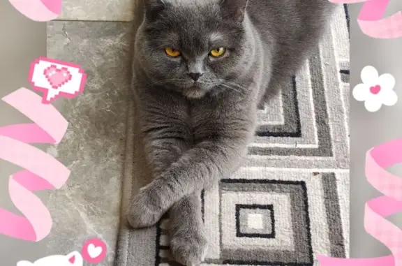 Пропала кошка на Рабочей, 15, Калининград