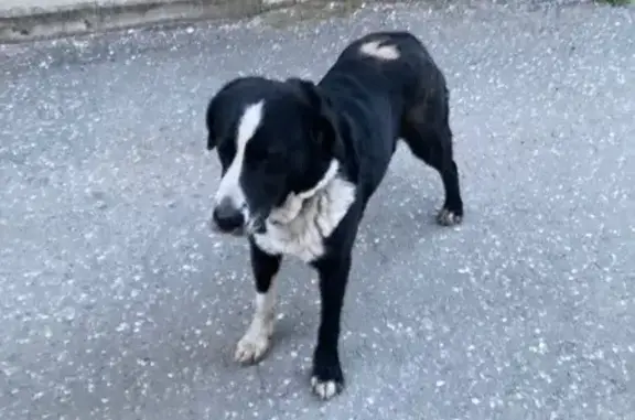 Найдена собака, Киров, фото: Собака найдена на Павла Корчагина, 60А, Киров