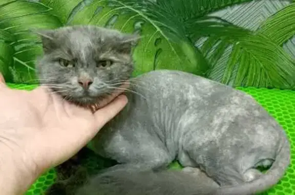 Кошки потеряшки, Ленинградская область, фото: Потеряшка кошка, Пчёвжа, ул. 1-я Набережная