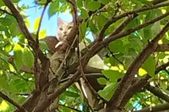 Найдена кошка, Самара, фото: Кошка найдена на Физкультурной, 17, Самара