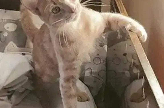 Потерянные животные Калининград, фото: Пропал кот, СНТ Вишнёвый сад, д. 208