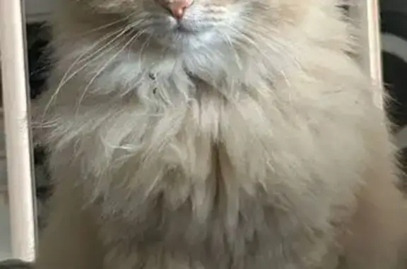 Пропала кошка, Горный пер., 20, Сысерть