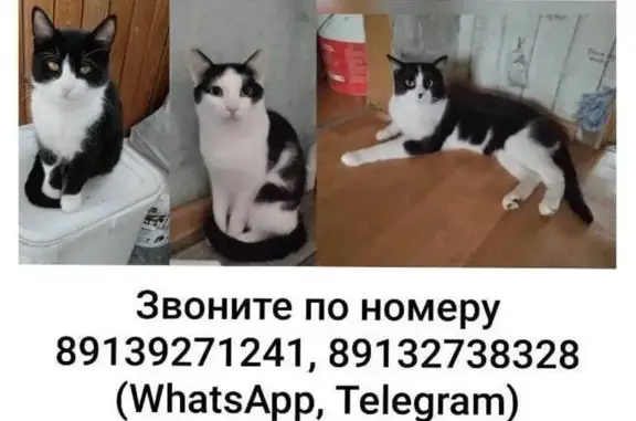 Пропала кошка, Канифольный пр-д, 27