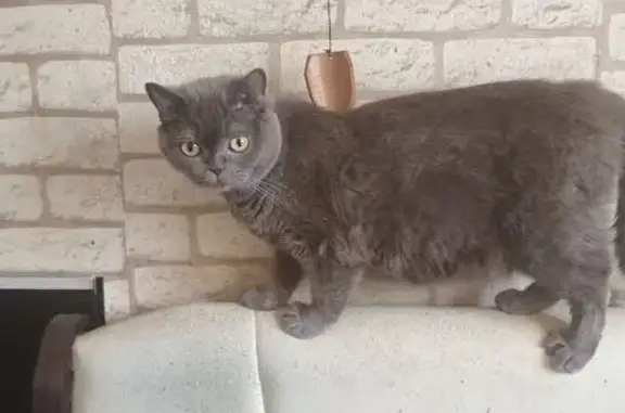 Кошки потеряшки, Калуга, фото: Потеряшка кошка, ул. Пухова 11, Калуга