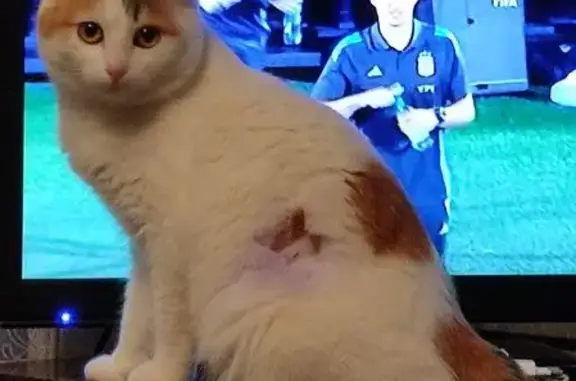 Кошки потеряшки, , фото: Потеряшка кошка, Крестьянская, д.7