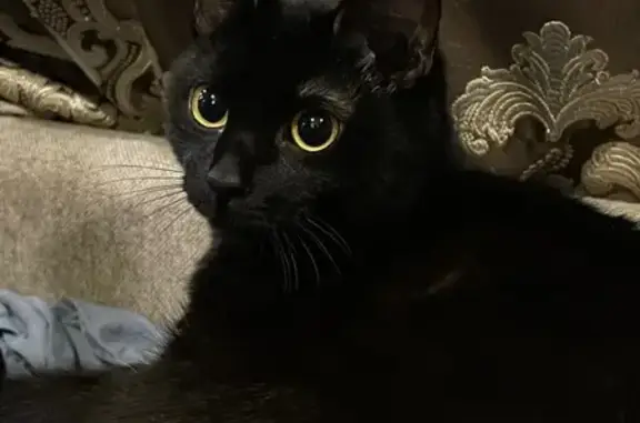 Кошки потеряшки, Республика Бурятия, фото: Потеряшка кошка, Улан-Удэ, Бурятия