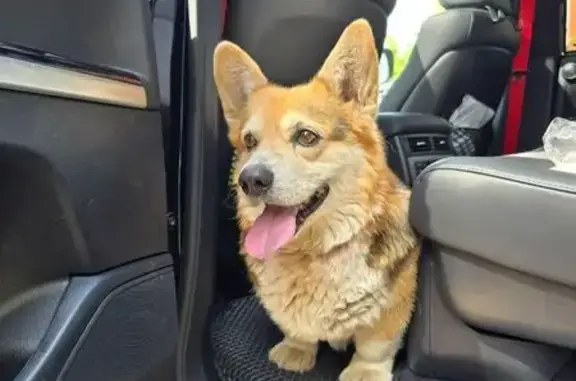 Собака найдена: Староверский пер., 21, Тверь