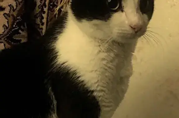 Кошки потеряшки, Белгород, фото: Потеряшка кошка, ул. Белгородского Полка, 22А