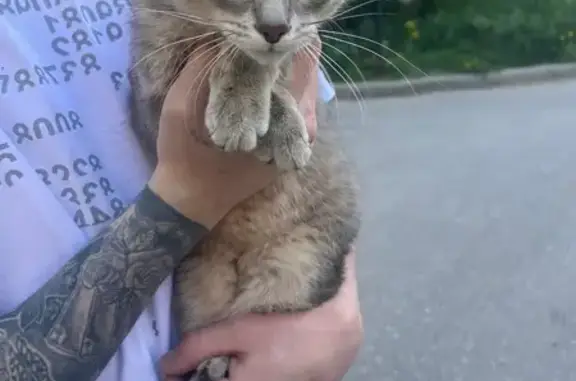 Кошка найдена, Фонтанная ул., 2А, Пермь