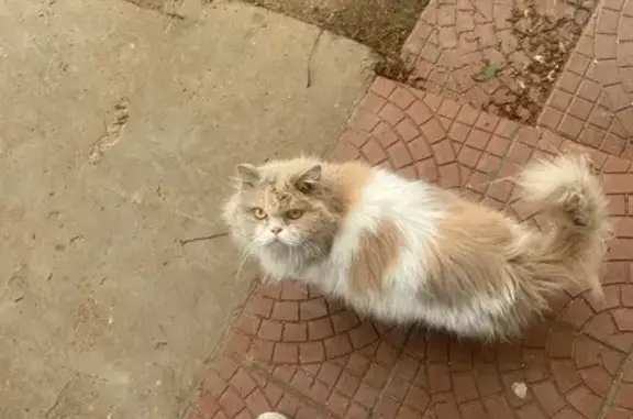 Найдена кошка, Улан-Удэ, фото: Кошка найдена: ул. Терешковой, Улан-Удэ