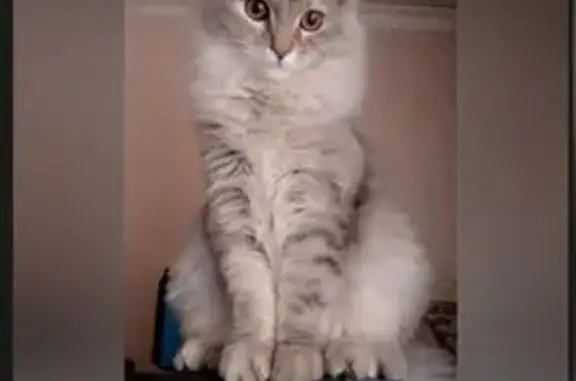 Кошки потеряшки, Кинешма, фото: Потеряшка кошка, ул. Боборыкина 29А, Кинешма