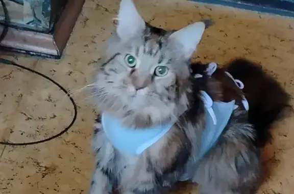 Кошки потеряшки, Москва, фото: Потеряшка кошка, Боровское шоссе, 37