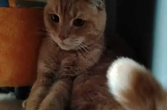 Кот найден на Парашютной улице, Красноярск