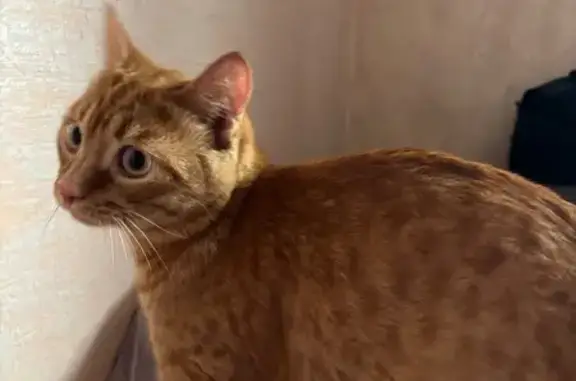 Найденные животные Барнаул, фото: Кошка найдена: Шумакова 63, Барнаул