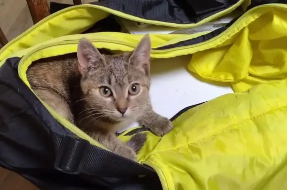 Кошки потеряшки, Редкино, фото: Потеряшка кошка, Погрузочная ул. 6, Редкино