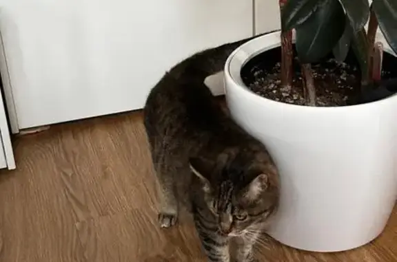 Кошки потеряшки, Ильинский, фото: Потеряшка кошка, Опаринская ул., 4, Ильинский