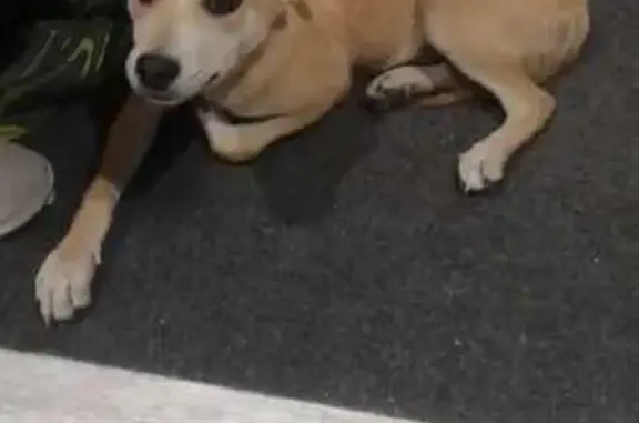 Найдена собака, Кулешовка, фото: Щенок найден на Пролетарской, Кулешовка