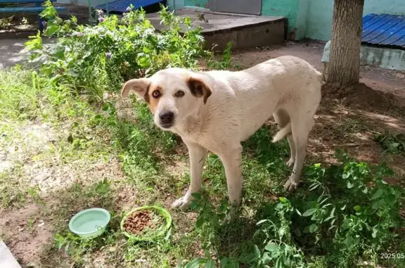 Собака найдена: Удмуртская ул, 91, Волгоград