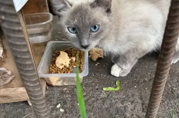 Сиамская кошка найдена, Арсенальная 18, Тула