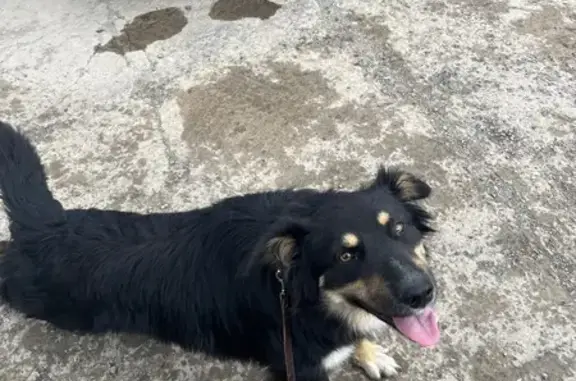 Найдена собака, , фото: Собака найдена на Заводской, 44Д, Волгодонск