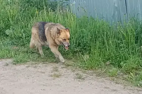 Собака найдена: Городищенская ул., 2