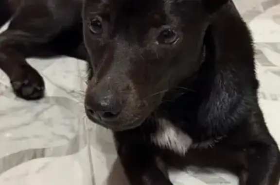 Собака найдена: Ставропольская 107/11