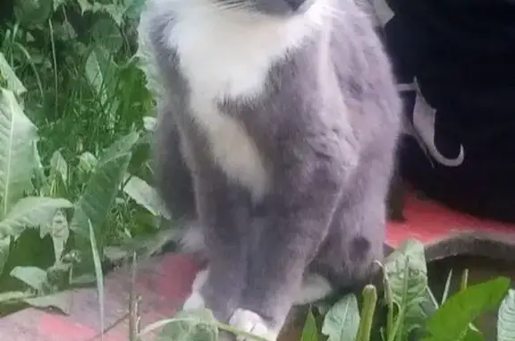 Найдена кошка, Кострома, фото: Кошка найдена: Кострома, Давыдовский 2