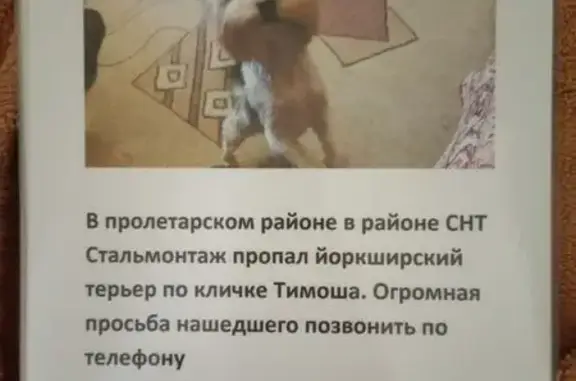 Пропала собака, Епифанское ш., Тула