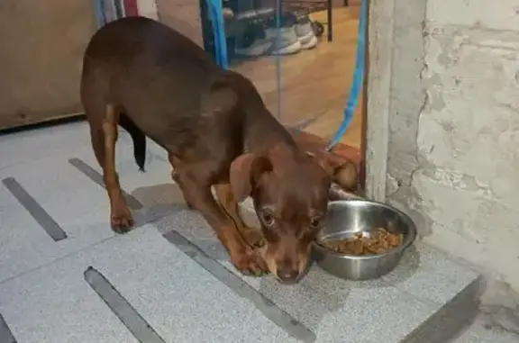 Собака найдена: Полевая ул., 14Б, Ростов-на-Дону