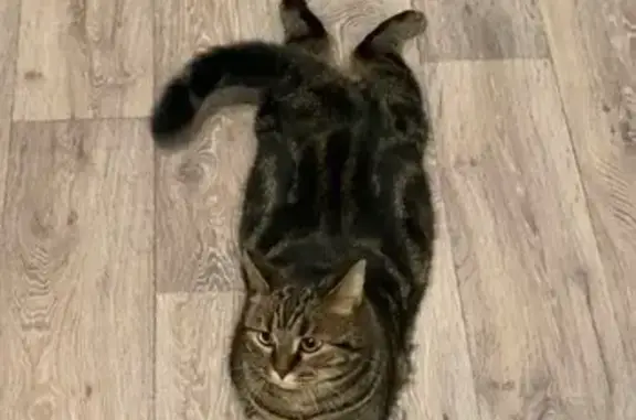 Пропала кошка, Трудовая ул., 7, Архангельск