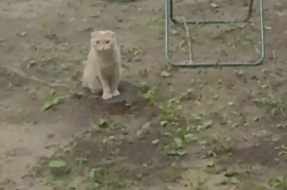 Кошки потеряшки, Кострома, фото: Потеряшка кошка, проезд Мичуринцев, 15